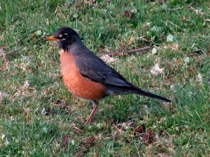 robin