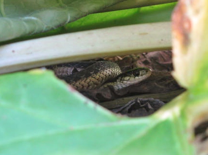 strawberry rhubarb soup sorbet 1 (428x320)