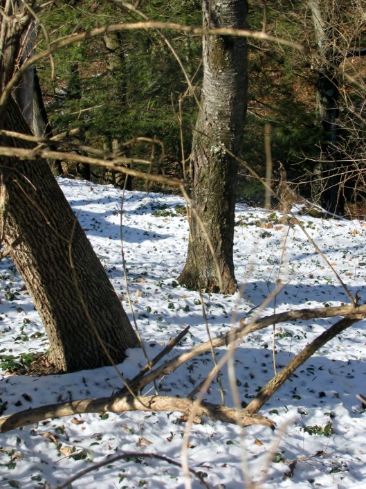 woods snow 2